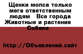 Щенки мопса только мега-ответственным людям - Все города Животные и растения » Собаки   